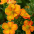 Лапчатка кустарниковая Orangissima лапчатка кустарниковая orangissima
