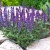 Шалфей дубравный / Salvia nemorosa New Dimension Blue шалфей дубравный / salvia nemorosa new dimension blue