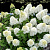 гортензия метельчатая sugar rush