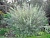 ива пурпурная nana / salix purpurea nana